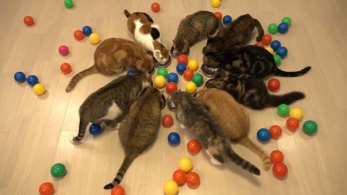 ごはんを食べる猫たち