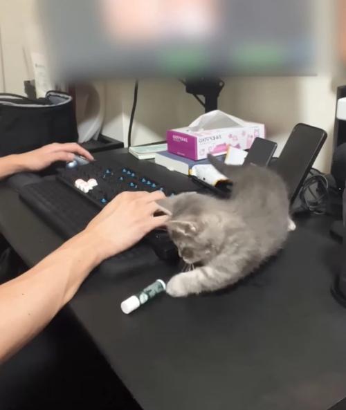 リップクリームを倒す子猫