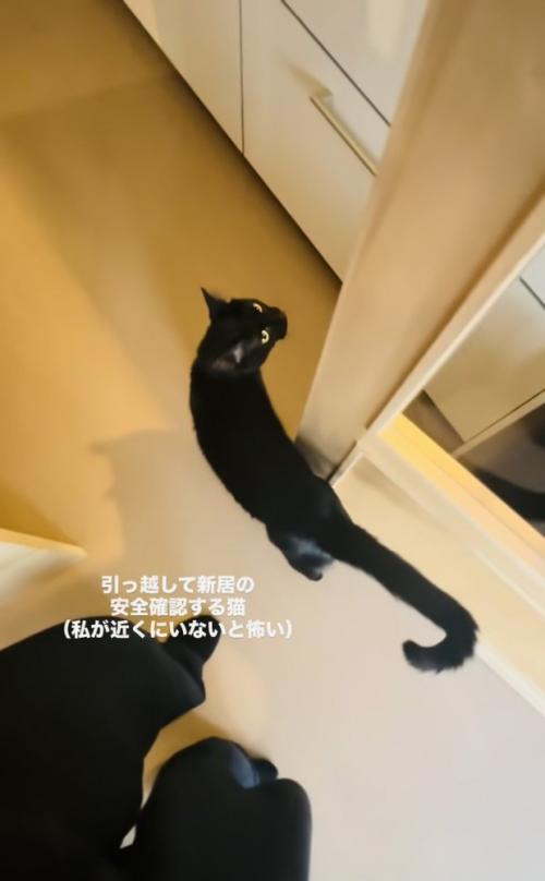 ママさんと新居の安全確認をする黒猫