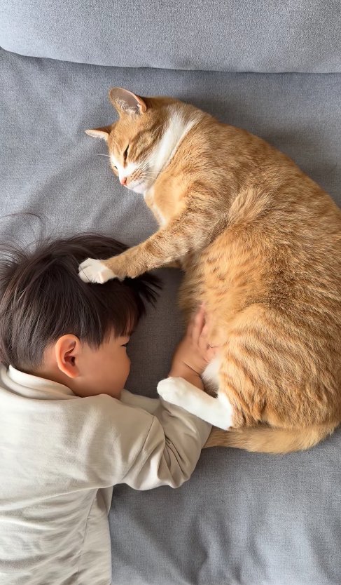 寝転がって子供の頭に左前足を置いている猫
