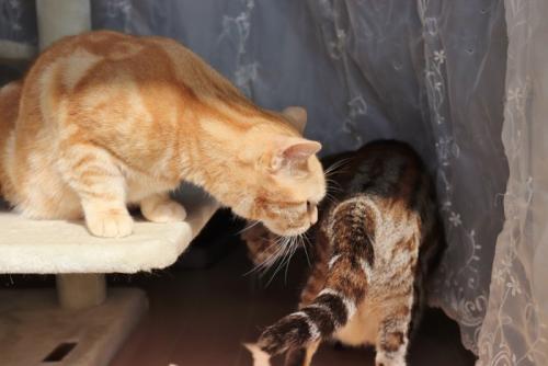 お尻の匂いを嗅ぐ猫