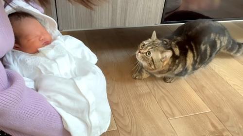 赤ちゃんを見て後ずさりするキジトラマンチカン
