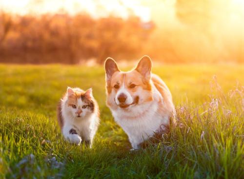 一緒に走る犬と猫