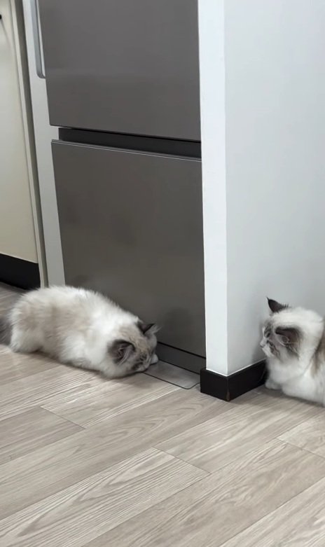 様子を伺う猫