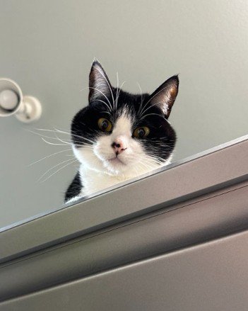 下を向いている猫