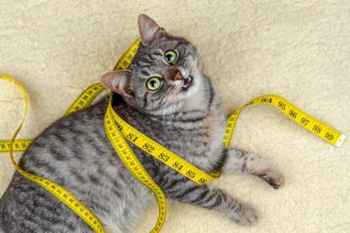 黄色のメジャーに包まる猫
