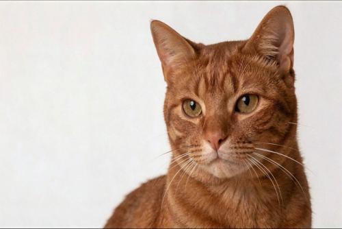 見つめる猫