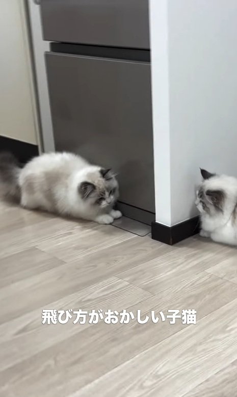弟猫を狙う姉猫