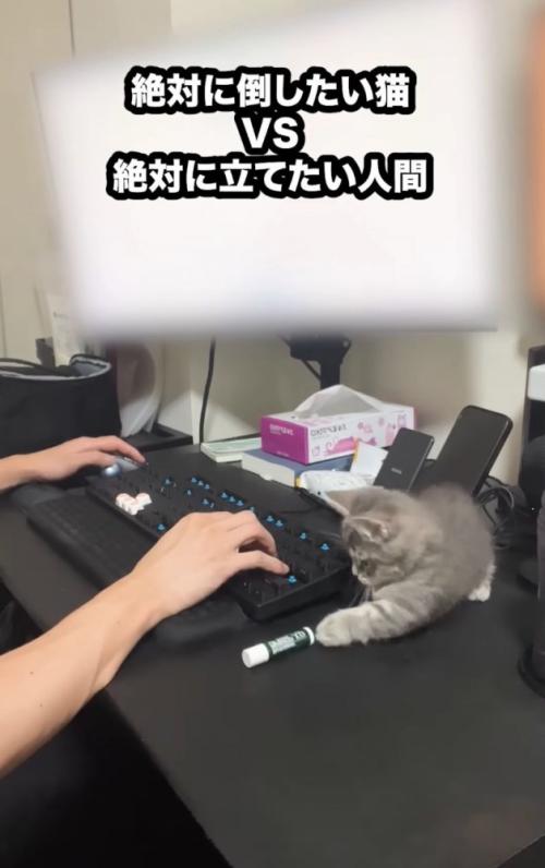 リップクリームを倒す子猫