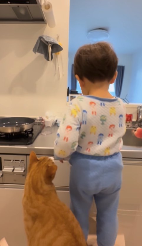 キッチンに立つ子供を見つめる猫