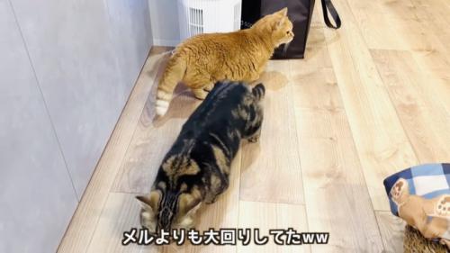 赤ちゃんから距離を取る2匹のマンチカン