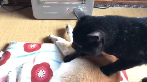 座布団で寝ている柴犬を踏む黒猫