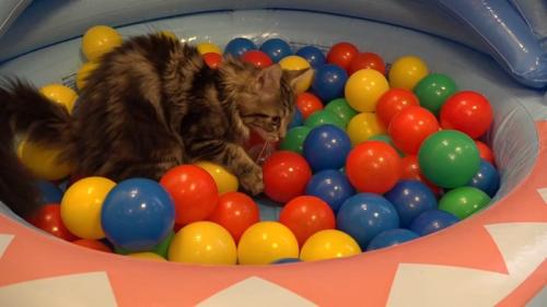 ボールプールの中で遊ぶ子猫