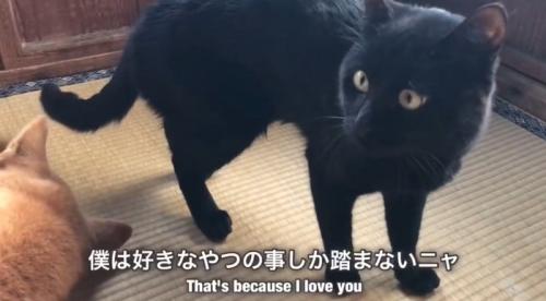 立っている黒猫