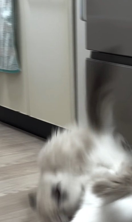 倒れる2匹の猫