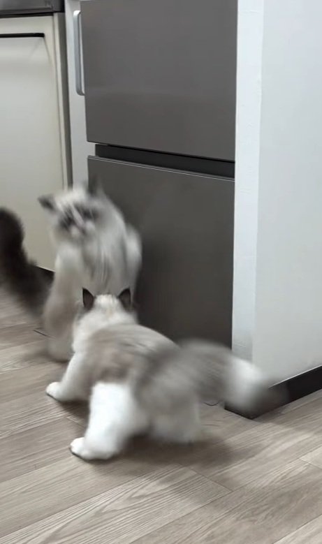 驚く猫