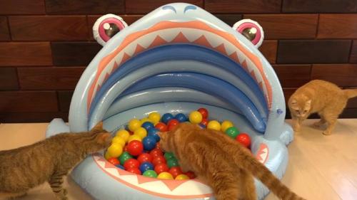 ボールプールに集まる猫たち