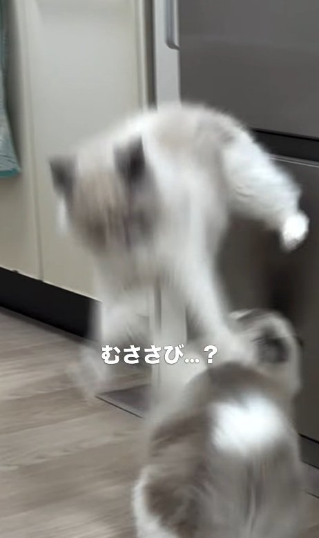 ジャンプする猫