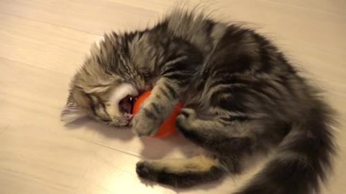 ボールを噛もうとする子猫
