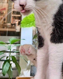 舌を出した猫