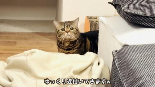 遠くから赤ちゃんを見るキジトラマンチカン