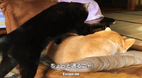 座布団で寝ている柴犬を踏む黒猫