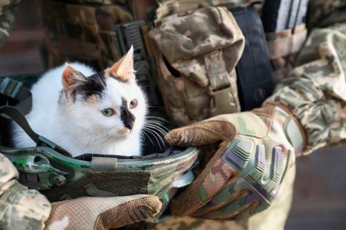 ウクライナ軍兵士に抱かれる猫