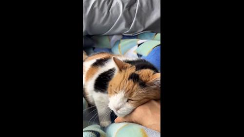 スリスリが止まらないミケ