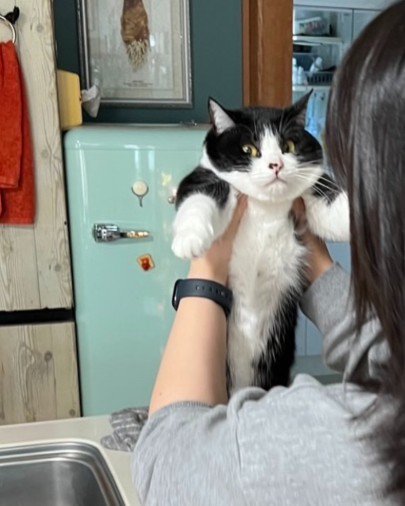捕まって持ち上げられる猫