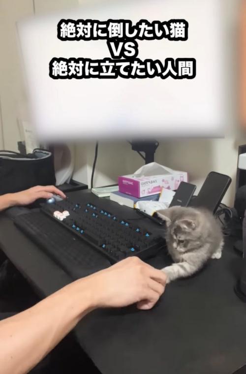 パソコンデスクに子猫