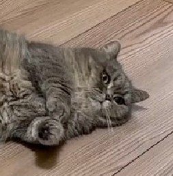 カメラ目線の猫