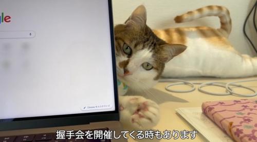 パソコンの後ろからのぞく猫