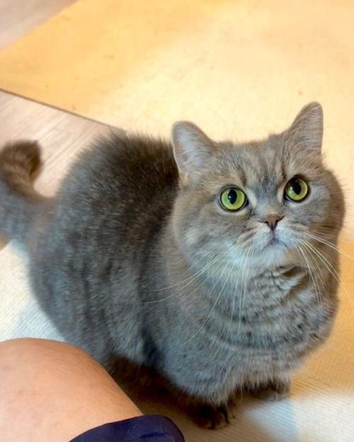 見上げる猫