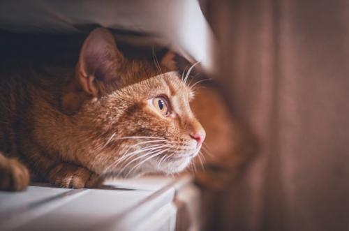 隠れているのがバレた猫