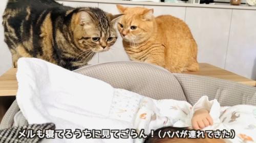 赤ちゃんの様子を伺う2匹のマンチカン