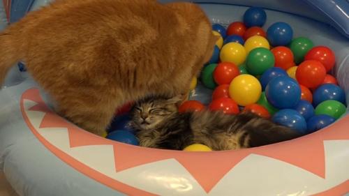 寝ている子猫と立っている成猫