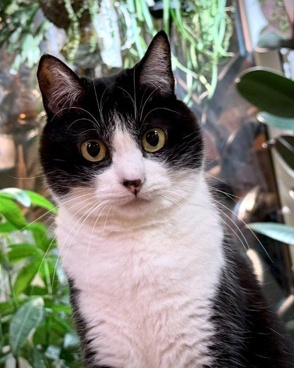 カメラ目線の猫