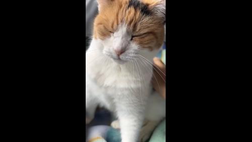 ミケを愛でる主