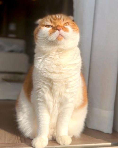 おすわりした猫