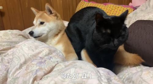 柴犬の上に座る黒猫