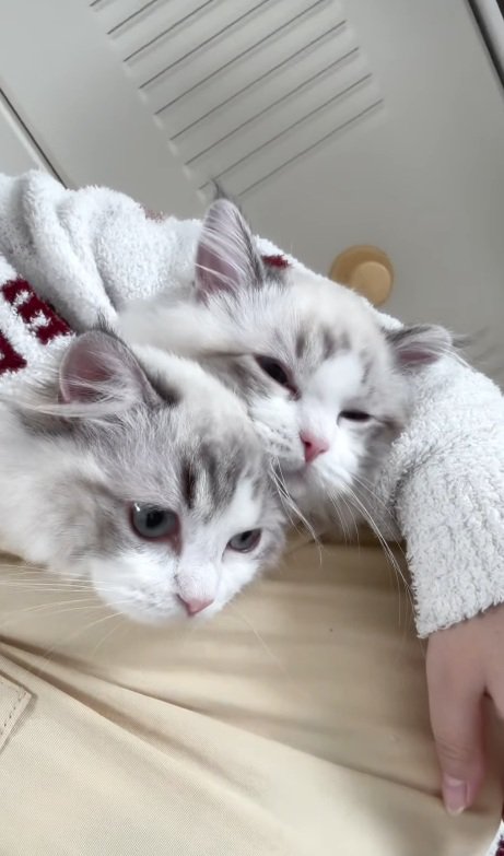 抱っこされる2匹の猫