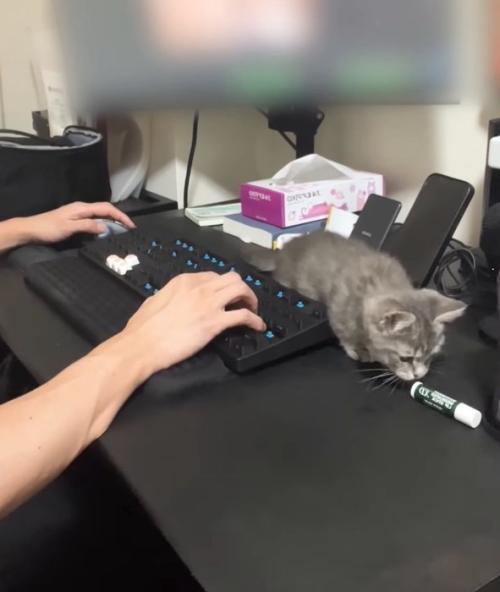 リップクリームを倒した子猫