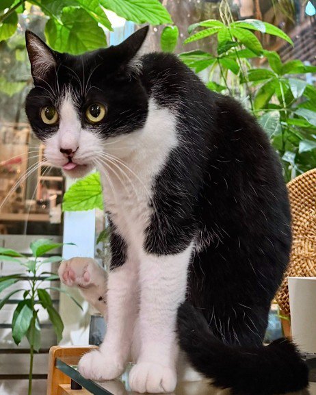 人相が変わった猫