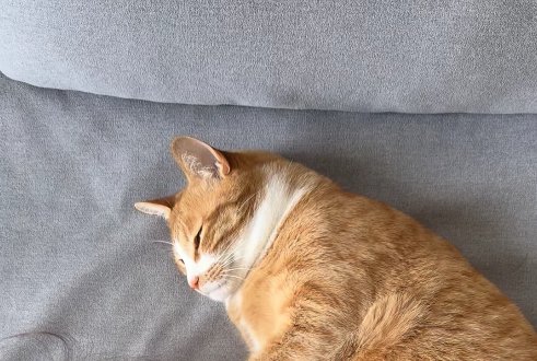 寝転がっている猫の顔アップ