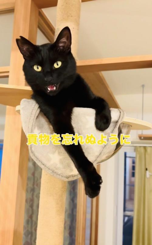 キャットタワーのボウルの中で鳴く黒猫