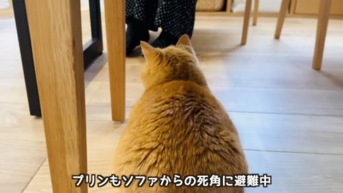 赤ちゃんの泣き声に驚いて隠れる茶トラマンチカン