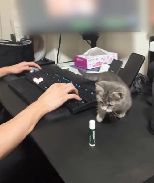 近づく子猫