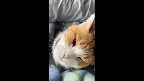 主の手にスリスリするミケ