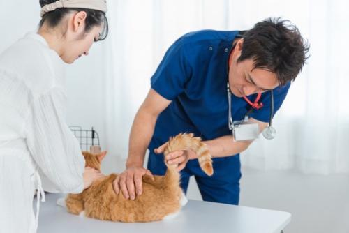 お尻を診てもらう猫