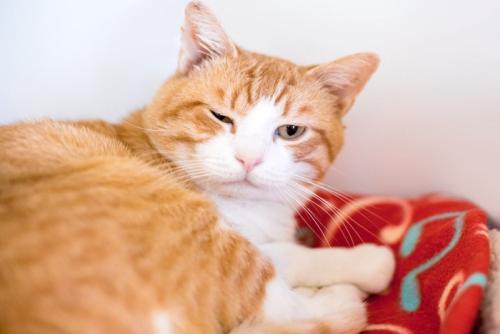 ウインクする猫